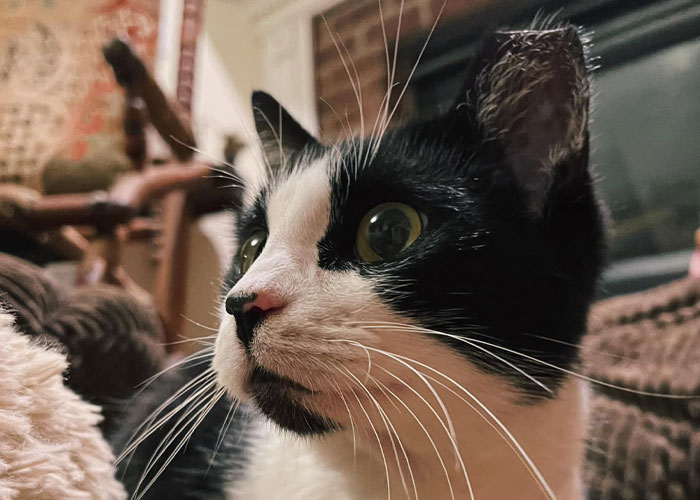 Delivery Driver Leaves Car For A Second, Comes Back To Find A Cat In The Passenger Seat