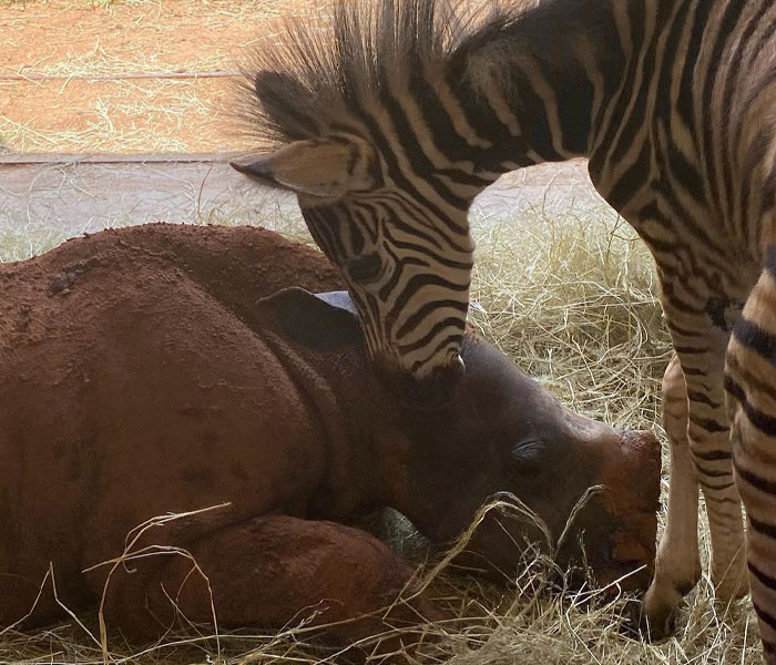 Orphan Rhino Sanctuary Finds An Abandoned Zebra And Takes It Under Their Care, Gifting A Best Friend To One Of The Rhinos There Orphan Rhino Sanctuary Finds An Abandoned Zebra And Takes It Under Their Care, Gifting A Best Friend To One Of The Rhinos There