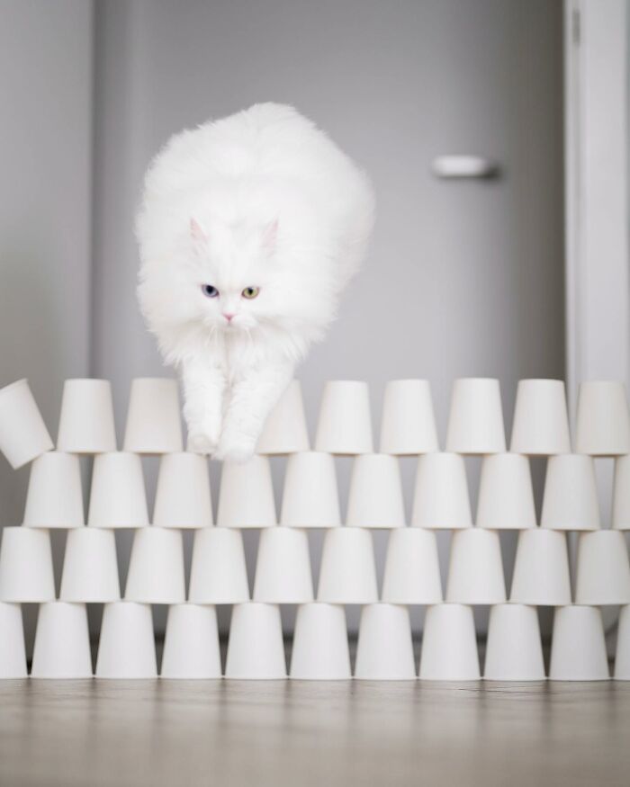 Cat Goes Viral On Social Media For Completing Challenging Obstacle Tests