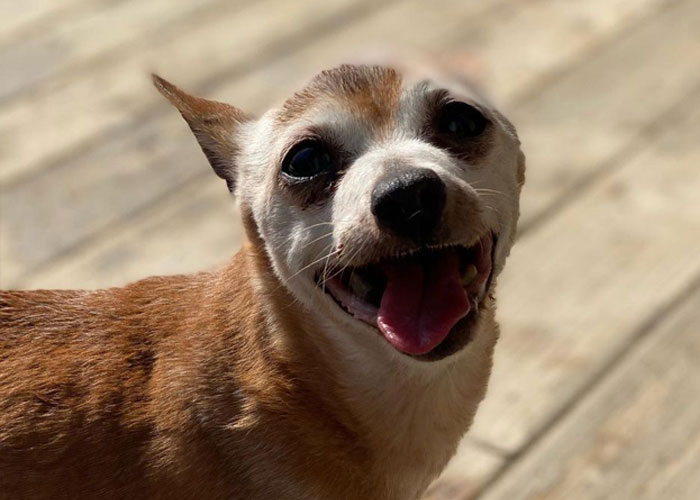 Happy 23rd Birthday To Bully The Chihuahua, Becoming The Oldest Dog At His Rescue Happy 23rd Birthday To Bully The Chihuahua, Becoming The Oldest Dog At His Rescue