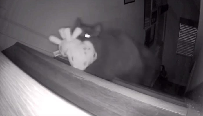Kitty Becomes Internet Sensation After His Mom Catches Him Stealing Her Daughter&rsquo;s Toys With Hidden Cameras