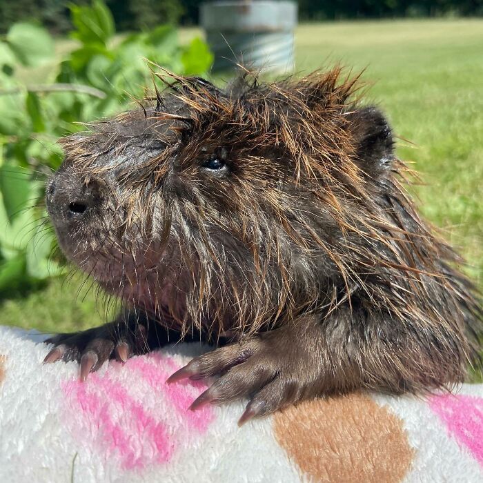 Rescatado tras un accidente con un perro