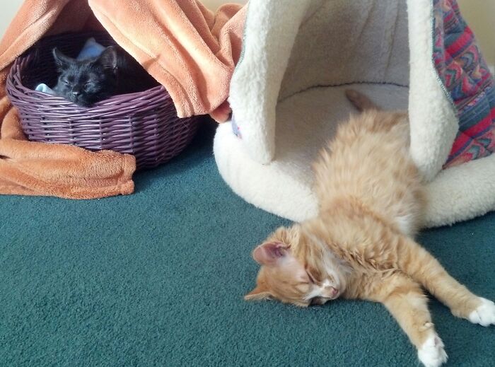 Caviar & Biscuits (High Taste, Low Budget)