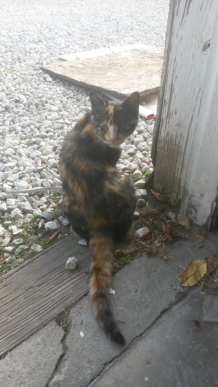 Olive, Back Before She'd Even Let Me Pet Her