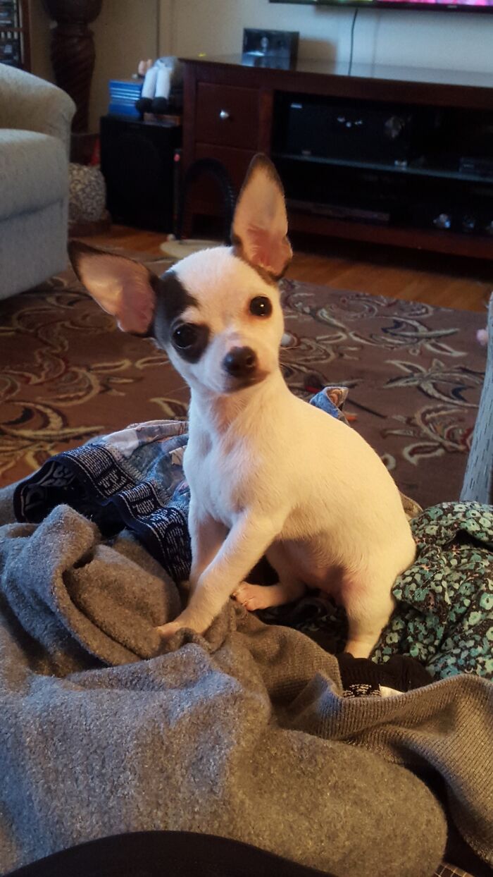 Our Little Lola Rescued From A Shelter