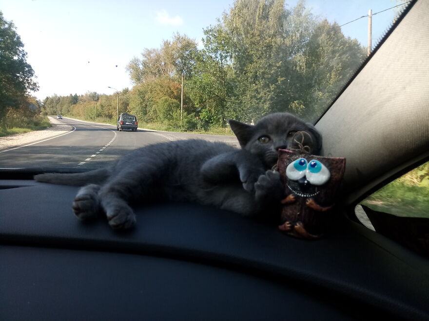 Our Fluffy Talisman: A Homeless Artist Who Is Always On The Go