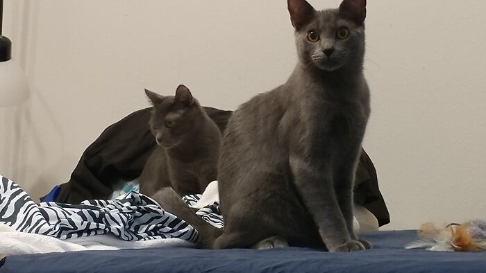 Management As Babies, Around 9 Months Old. I Was The Second Adopter. Max Von Peppercorn And His Brother, Ollie O Cat