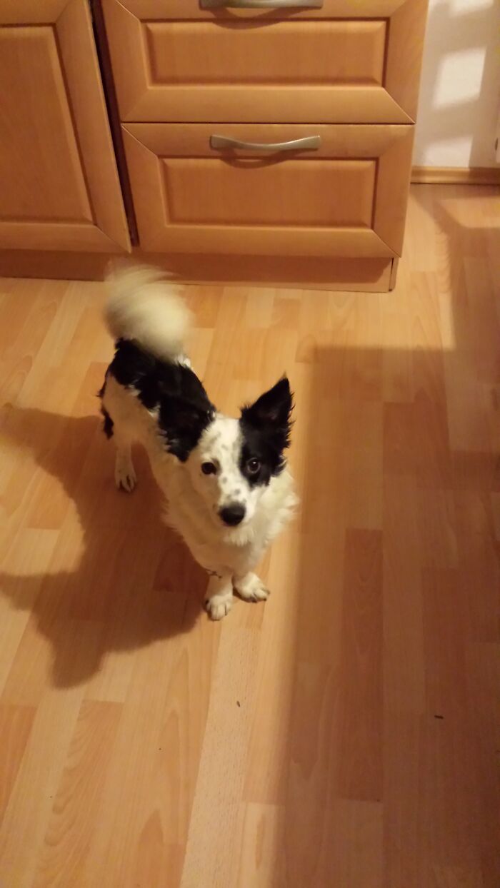 This Is Strolch, He Is From An Animal Shelter In Hungary. He Was Eight Months Old, When He Arrived At His Forever Home.