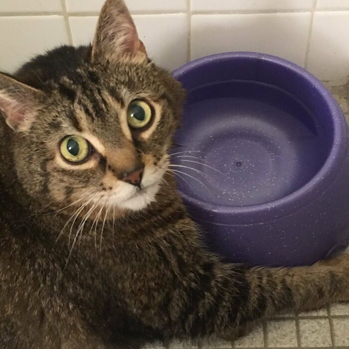 This Is Daisy Mae She Had Diabetes And Lost Her Sight. I Was Blessed To Have Her In My Life For 19 Years. ❤️