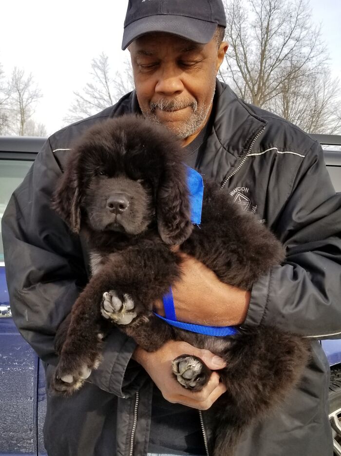 Picking Up Groot At The Airport. 10 Wks 25 Lbs. Now At 3 Yrs And 180 Lbs!