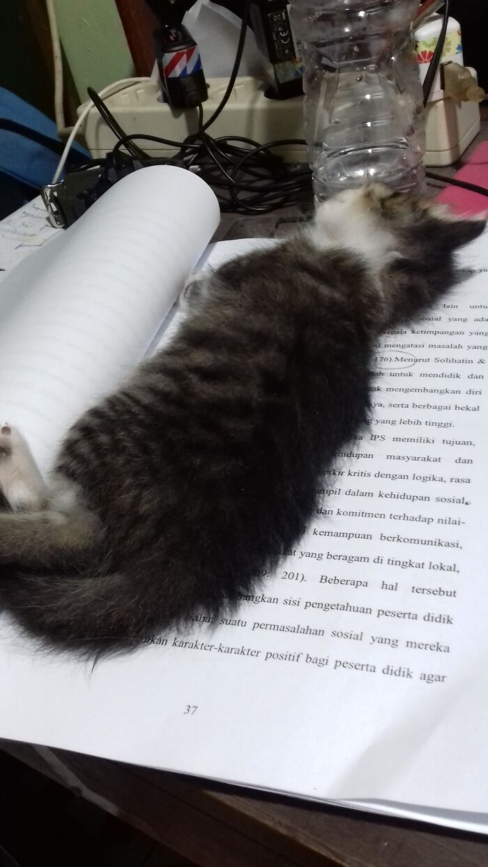 When He Was A Baby, He Accompanied Me To Do My Undergraduated Thesis