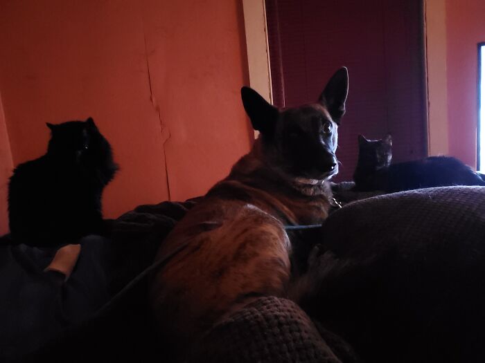 What Was That Mom? You Have Plenty Of Room On The Bed. Loki, Phoenix And Danu