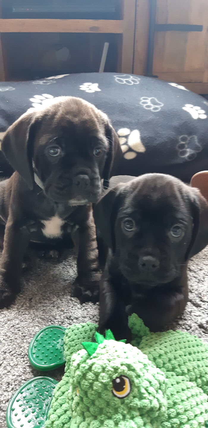 Natsu And Rogue At 8 Weeks Old.