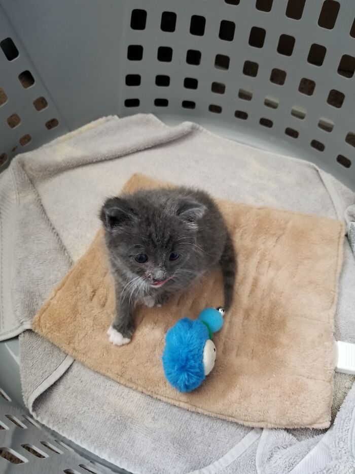 Greyson Starter Unit