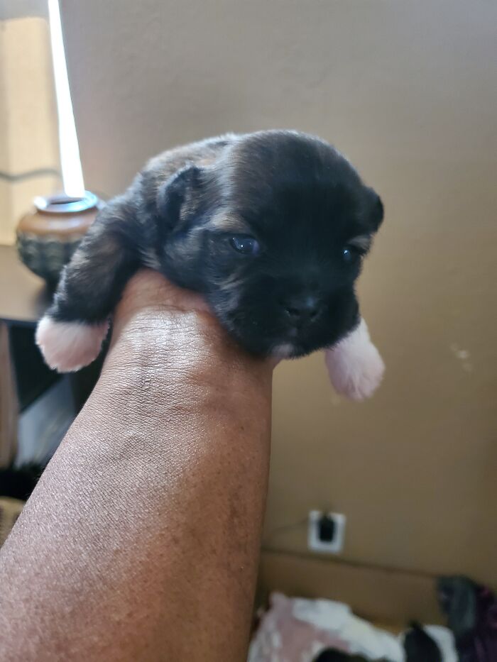 California Blu2 The Day She Opened Her Eyes 08/2020