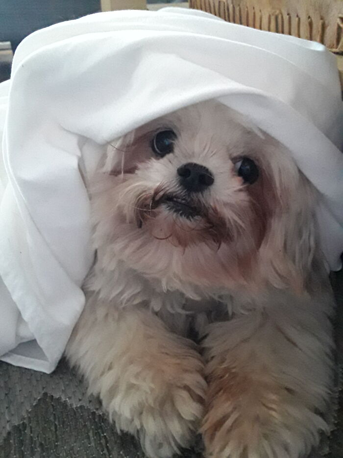 Hi, I'm Sofia. Fresh Sheets Are The Best.