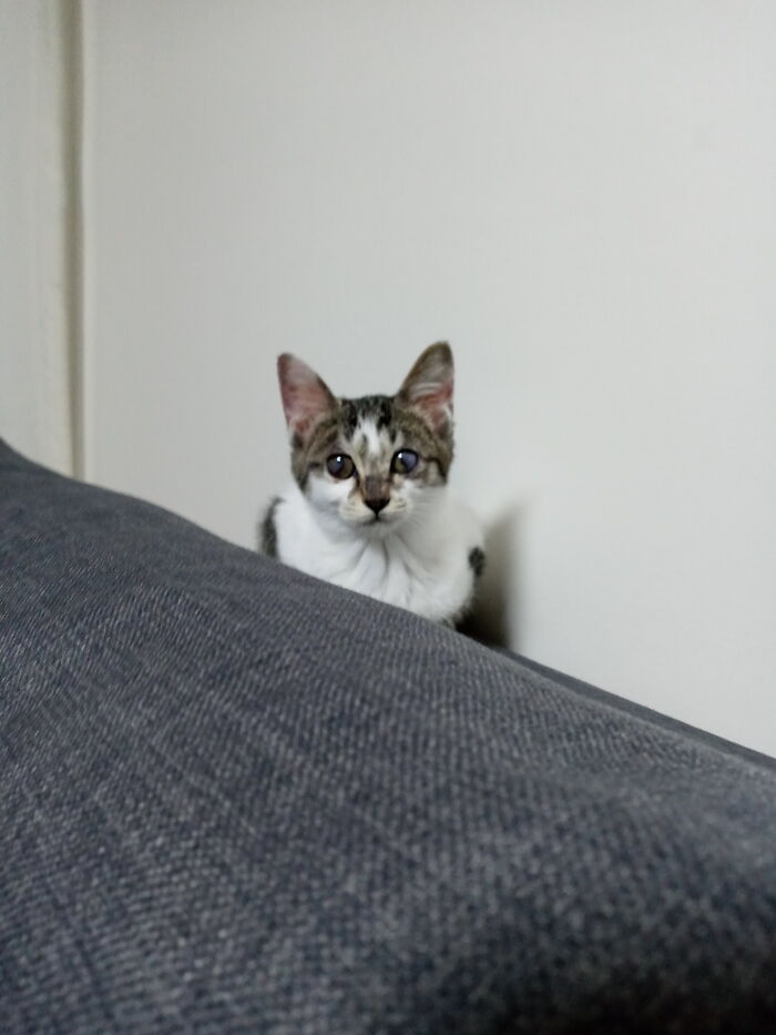 Right After We Adapted Her From The Shelter. She Was Not In The Best Condition But After Months Of Medicine She Grew Up To Be A Beautiful Lady