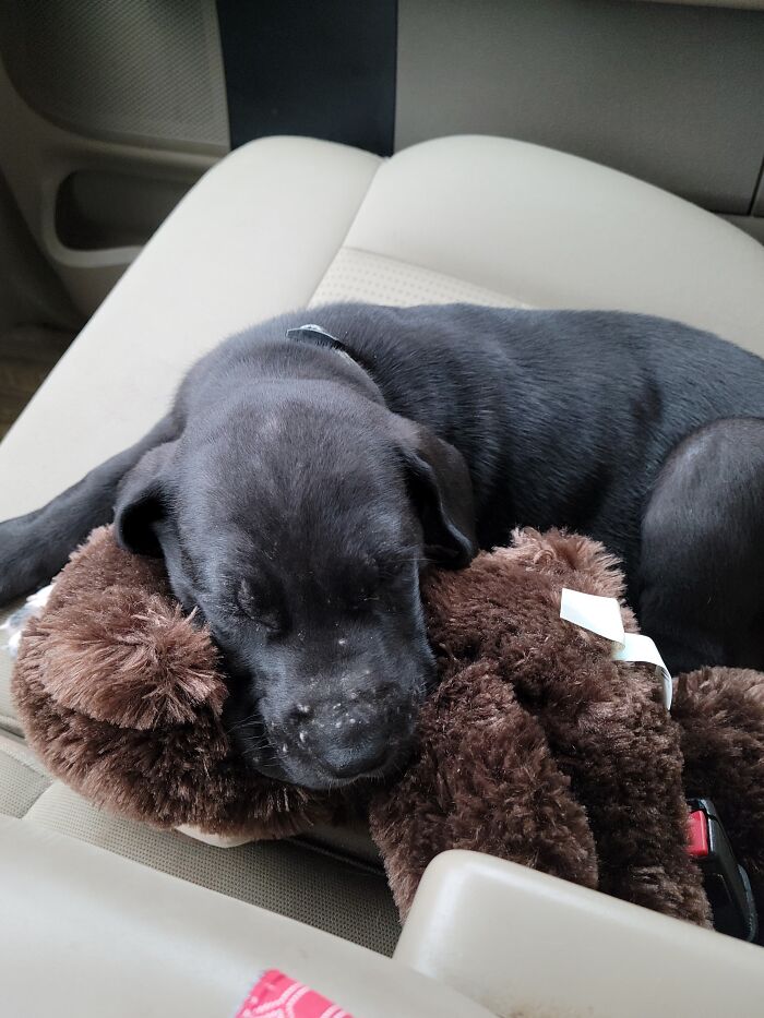 Bringing Magnus Our Great Dane Home