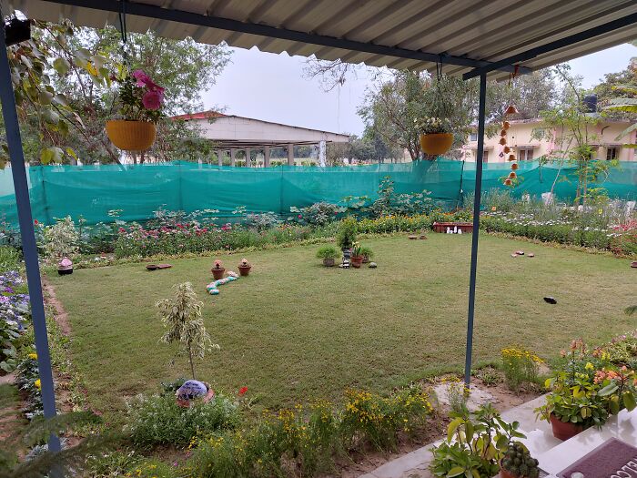 When Deers Roam Around The House, You Need To Establish Boundaries...