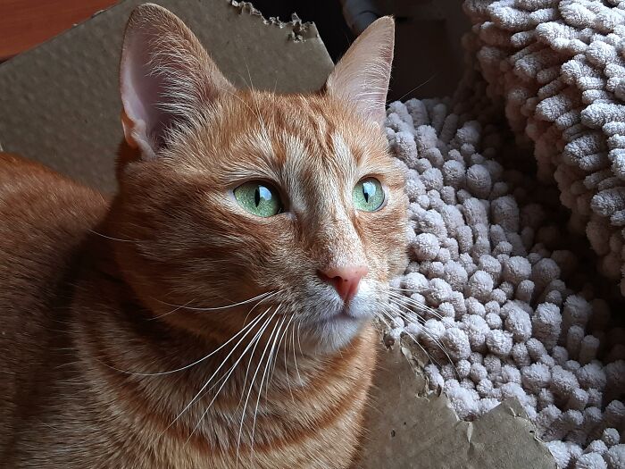 My Sweet Boy Watches The Birds :)