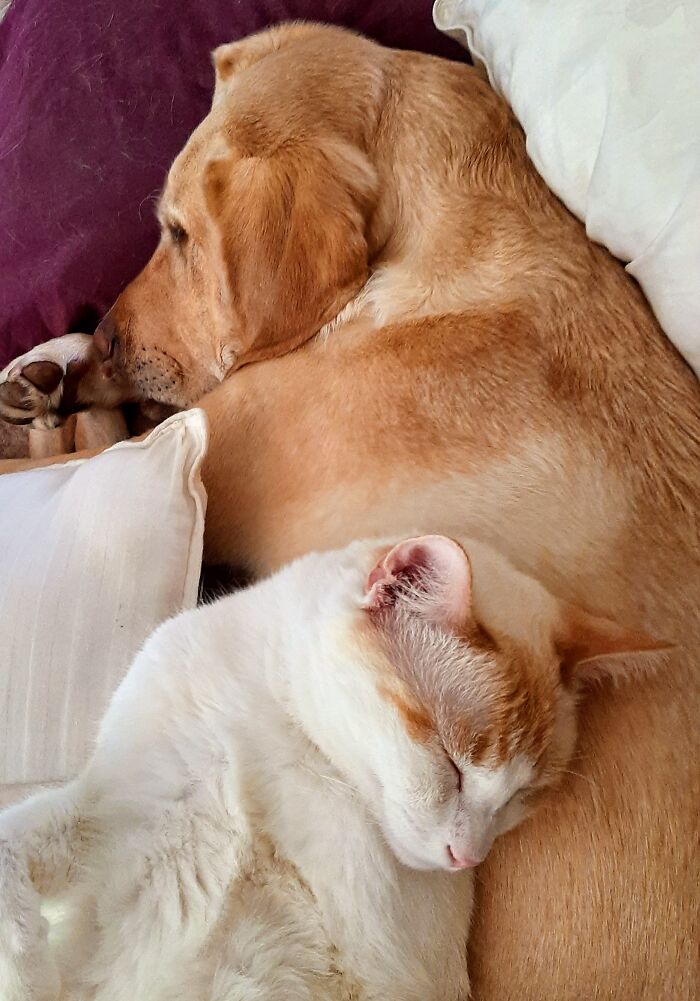 Snuggle Buddies