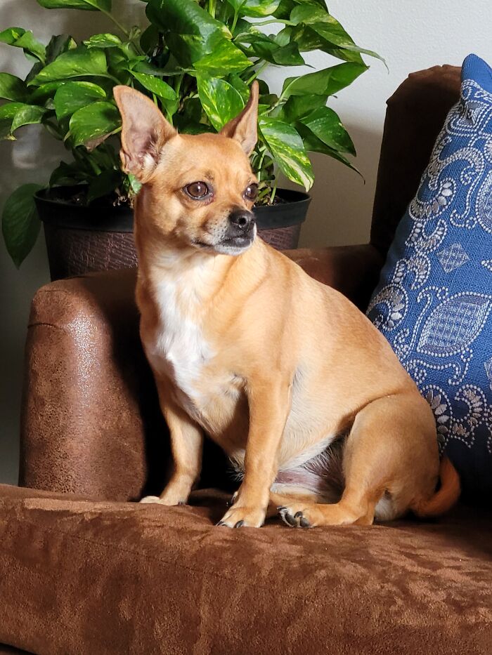 Sandy, Rescued At 8 Months. She Is A Squirrel Stalker!