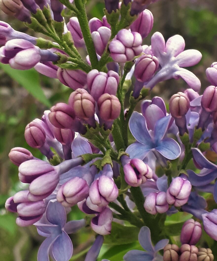 I Take Photos Of Flowers And Plants Around My City Every Summer