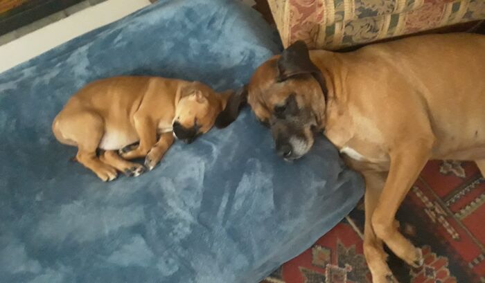 Our New Baby Pip And Our Rescue Big Boy Moose.