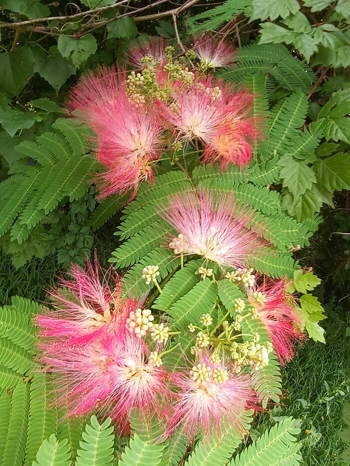 Tree Flowers