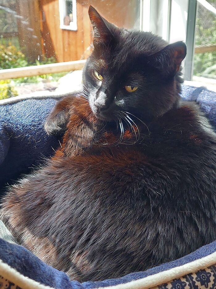 Luna In Her Sunny Kitchen Window