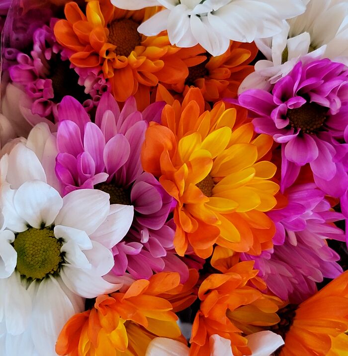 Remind Me Of Sea Anemones