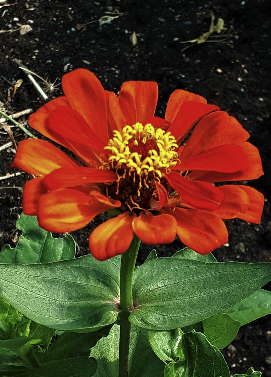 I Take Photos Of Flowers And Plants Around My City Every Summer