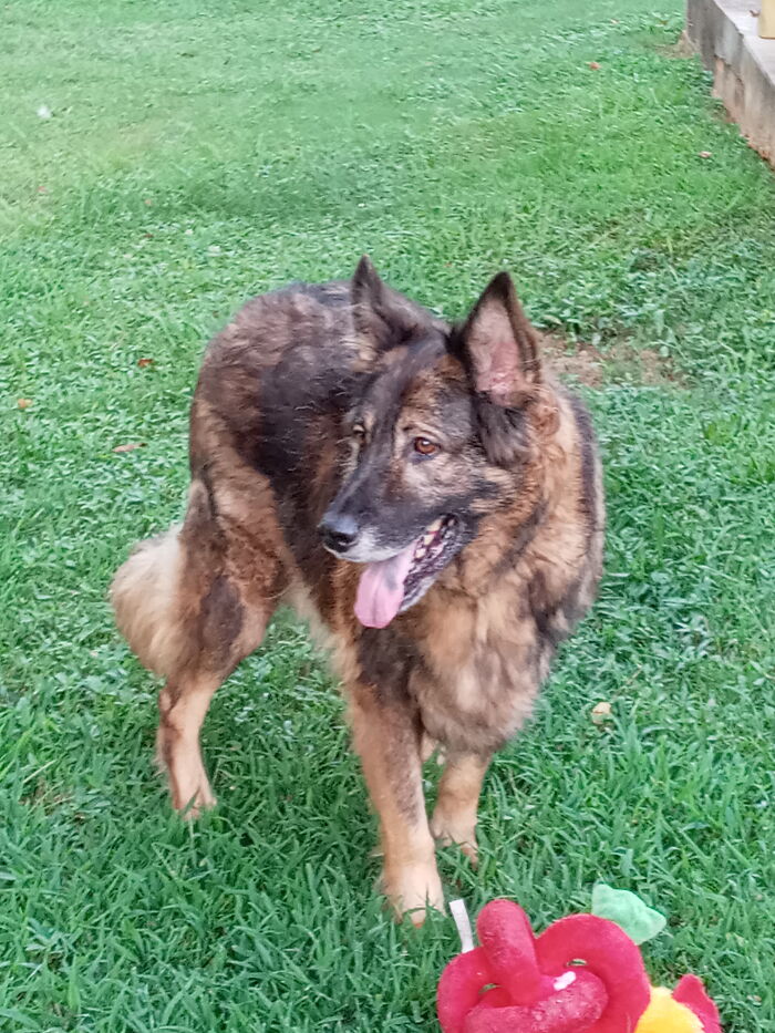 Joseph Love Muffin - 10 Yr Old German Shepherd