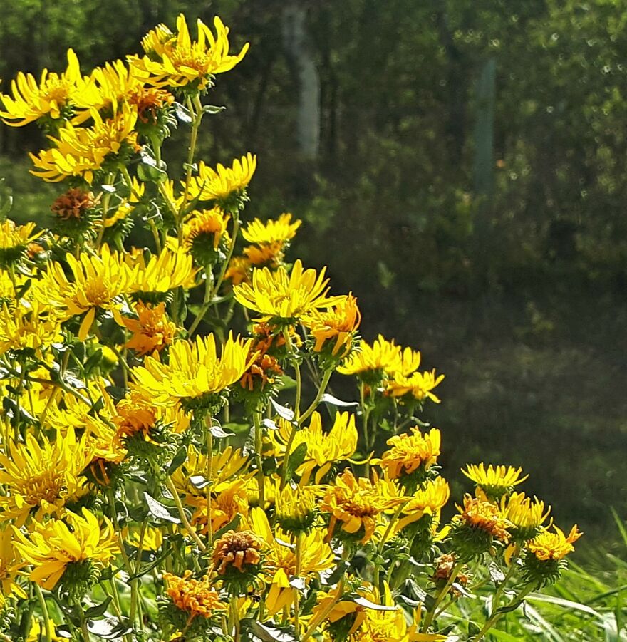 I Take Photos Of Flowers And Plants Around My City Every Summer