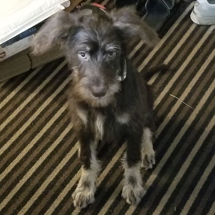 Baby Groot The Day We Brought Him Home From The Shelter. He Was One Of 60 Dogs Rescued From A Hoarding Situation.