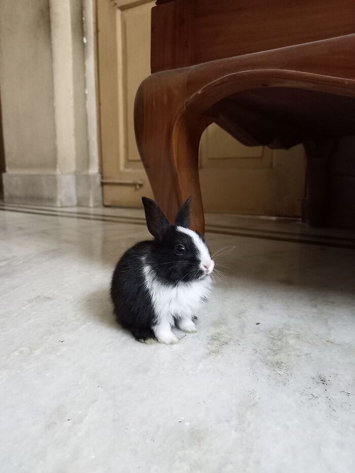 My Baby Boy Tsuki When We Brought Him Home