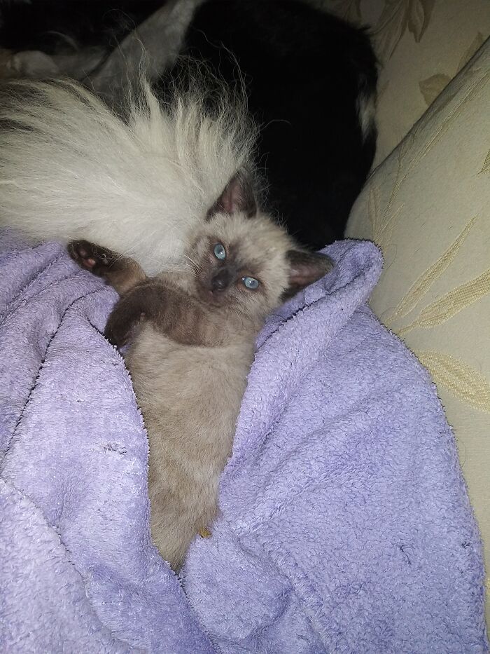 "Kono"Was 8 Days Old When She Came Into My Life. Bottled Fed For 6 Wks.