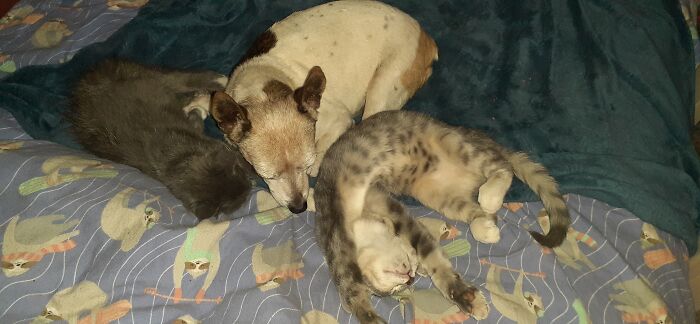 Paco With Mittens And Ivy