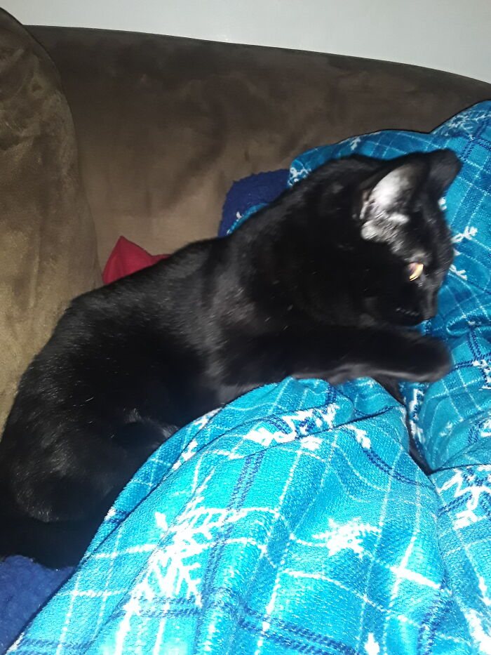 Zoe, Former Tnr Feral, Lover Of Fleece Blankets