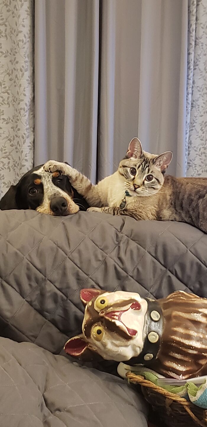 Fenton & Kit Purrington; I Interrupted Bath Time