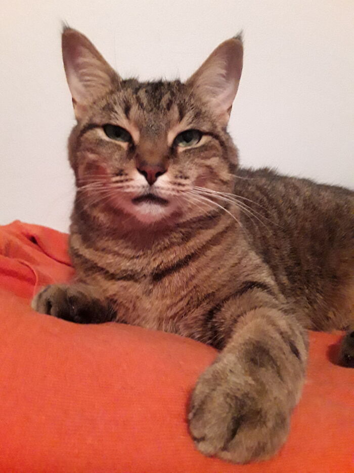 Give Me Your Paw And Let's Dance The Night Away.