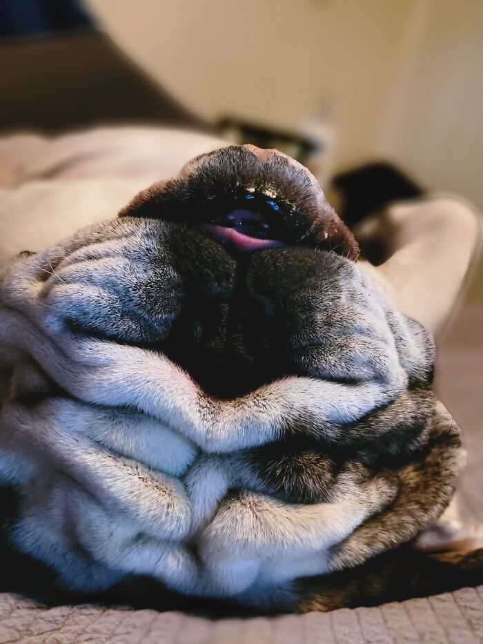 Snores Are Even Louder Upside-Down.