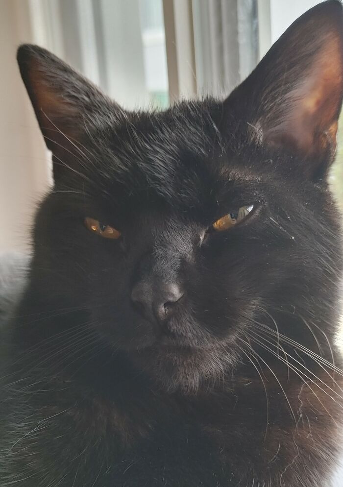 "Stop Taking Pictures, I'll Scratch Your Face Off, Peasant."