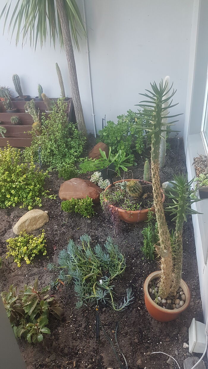 Our Cactus Garden