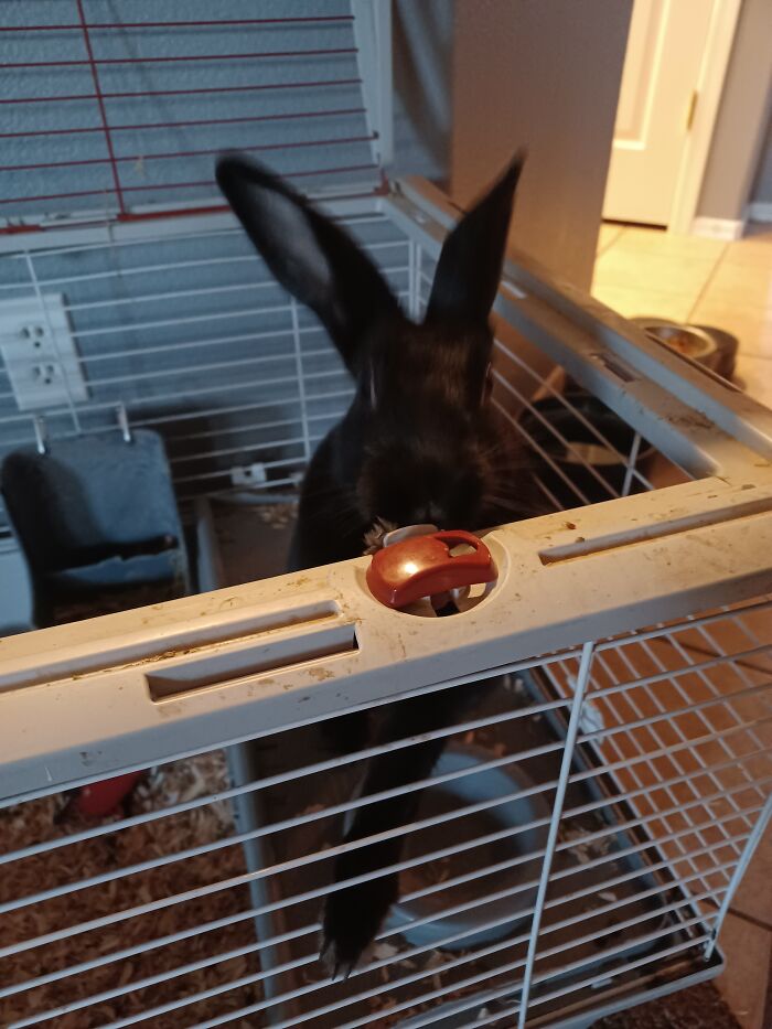 This Our Dog Layla And This Is Our Rabbit Lucky