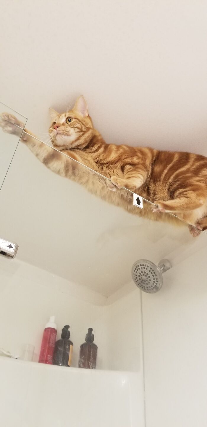 Intelligence Is Knowing How To Get On Top Of The Shower Door. Wisdom Is Knowing You'll Have To Get Down.