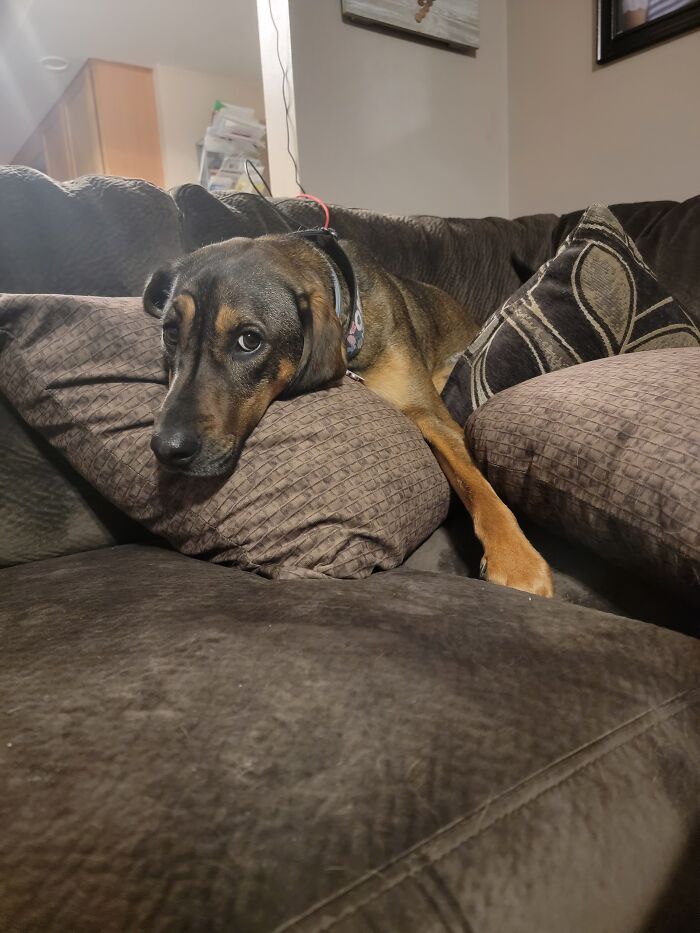 Stitch Has Cerebellar Hypoplasia. So Basically His Balance Sucks. He Wobbles A Lot, Falls Down Sometimes, And Needs Help With Stairs. But He's The Happiest Guy I Know!!