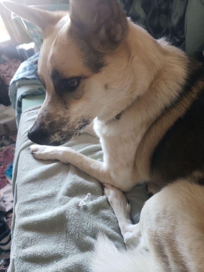 Honey Bee 🐝- Brought Home In Oct '20 From Our Local Shelter