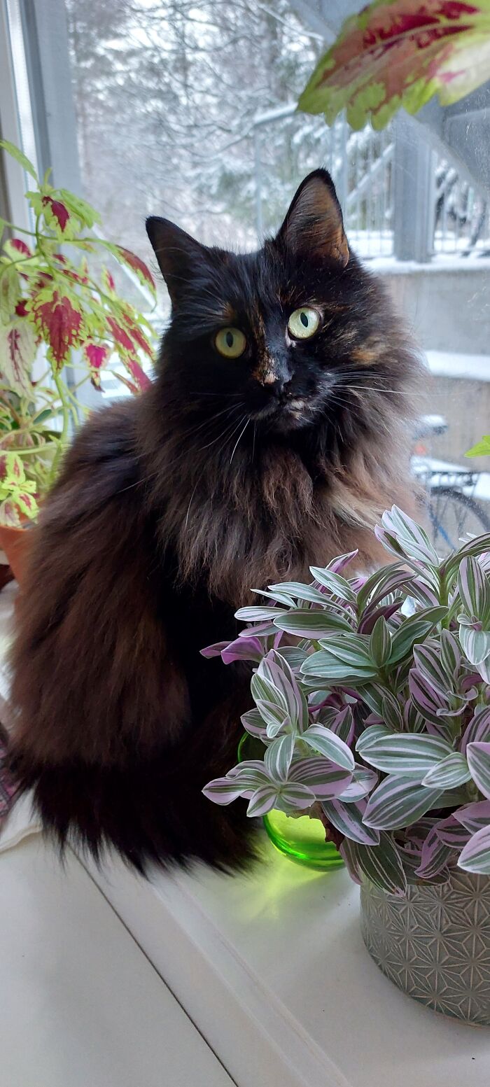 Princess Beatrice. 8 Years In June