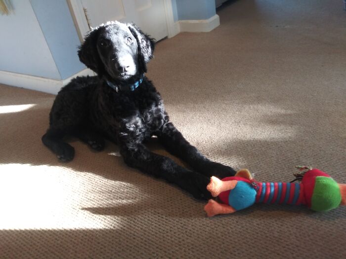 Sushi.....curly Coated Retriever